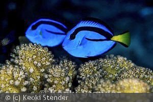 (c) Keoki Stender