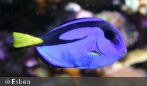 Paracanthurus hepatus