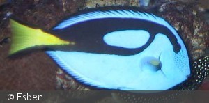 Paracanthurus hepatus