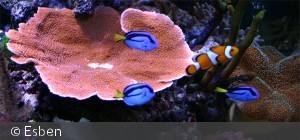 3 stk. Paracanthurus hepatus