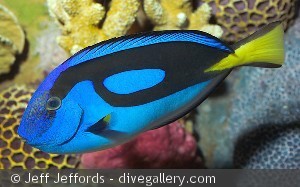 Paracanthurus hepatus