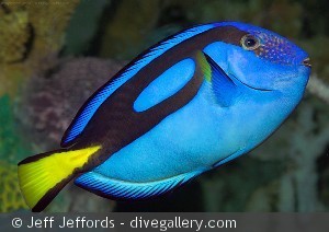 Paracanthurus hepatus