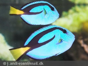 Paracanthurus hepatus