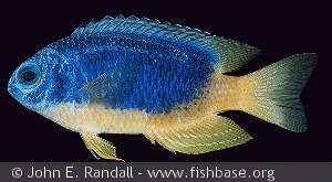 Pomacentrus caeruleus Mauritius