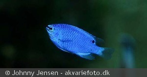pomacentrus caeruleus