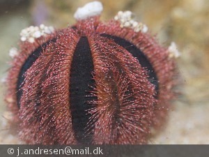 Mespilia globulus