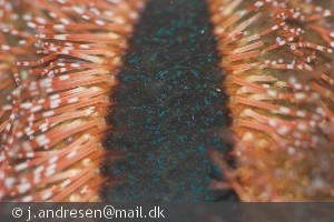 Mespilia globulus