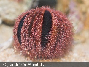 Mespilia globulus