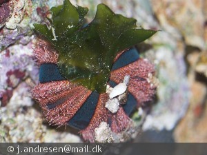 Mespilia globulus
