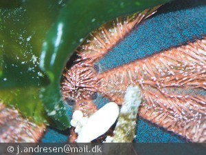 Mespilia globulus