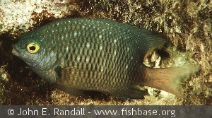 Plectroglyphidodon lacrymatus   Red Sea