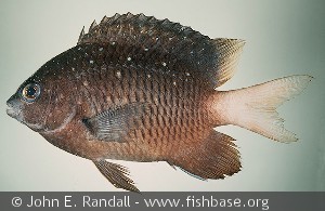 Plectroglyphidodon lacrymatus   Red Sea 2