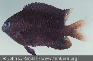 Plectroglyphidodon lacrymatus Mauritius