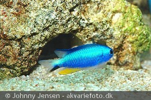pomacentrus alleni