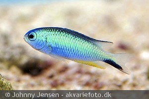 pomacentrus alleni
