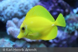 Zebrasoma flavescens