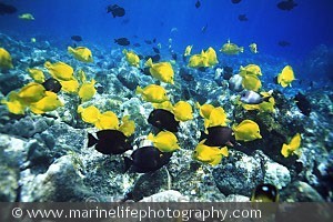 Zebrasoma flavescens stime