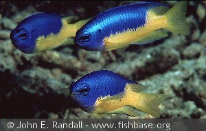 Pomacentrus auriventris Indonesia Celebes