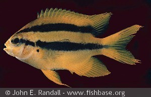 Neoglyphidodon nigroris Indonesia Ambon Bay