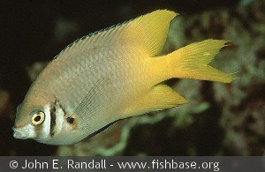 Neoglyphidodon nigroris Indonesia Flores