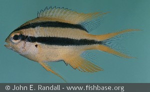 Neoglyphidodon nigroris Malaysia Tioman Island