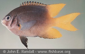 Neoglyphidodon nigroris Palau