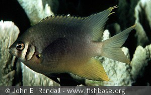 Neoglyphidodon nigroris Philippines