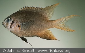 Neoglyphidodon nigroris Ryukyu Is. Taketomi