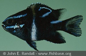 Neoglyphidodon oxyodon Indonesia Pulau Putri