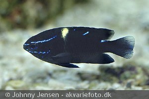 neoglyphidodon_oxyodon