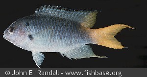Neopomacentrus azysron Solomon Is. Guadalcanal
