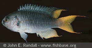 Neopomacentrus azysron Sri Lanka Trincomalee