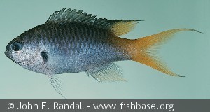 Neopomacentrus azysron Taiwan