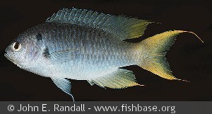 Neopomacentrus azysron Tanzania Mafia Island