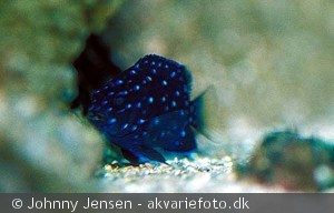 Microspathodon chrysurus
