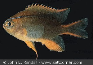 Neoglyphidodon crossi