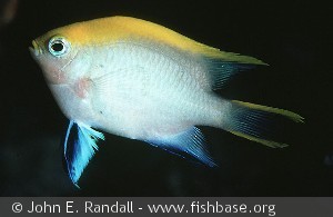 Neoglyphidodon melas Philippines Batangas