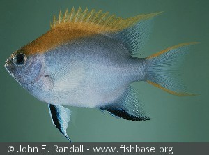 Neoglyphidodon melas Taiwan