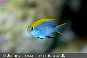 neoglyphidodon melas