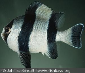Dascyllus melanurus