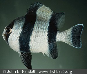 Dascyllus melanurus Philippines