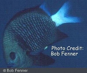 Dascyllus reticulatus