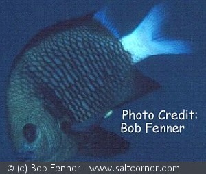 Dascyllus reticulatus
