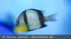 Dascyllus reticulatus