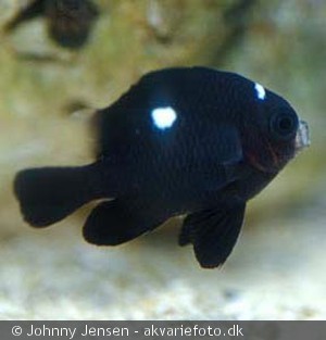 Dascyllus trimaculatus