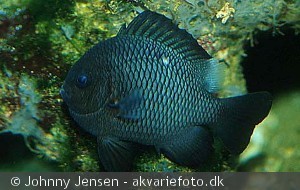 Dascyllus trimaculatus