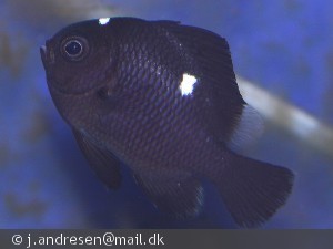 Dascyllus trimaculatus