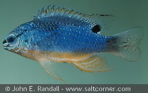 Chrysiptera taupou Amer Samoa Tutuila