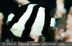 Dascyllus aruanus   Red Sea