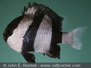 Dascyllus aruanus  Philippines